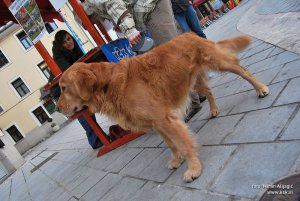 Stojnica - Boj proti mučenju živali