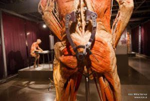 Ogled razstave Bodies Revealed